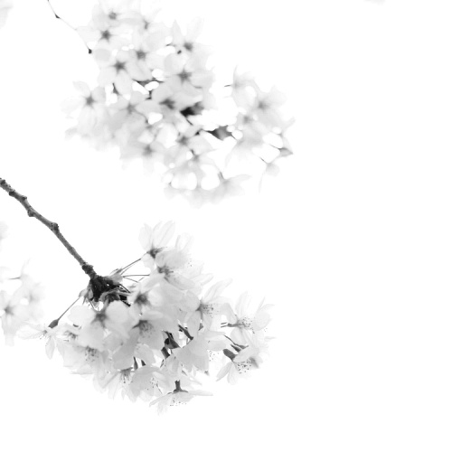 Mein Weg zur Chinesischen Medizin