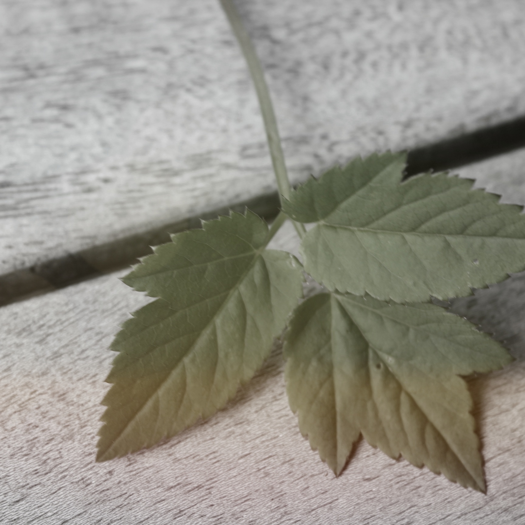 Frühlings-Fasten auf Chinesisch