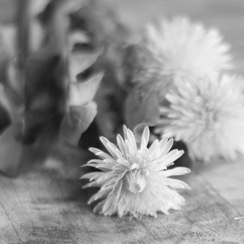 Löwenzahn - Der große Meister 