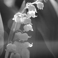 Maiglöckchen - Der Duft der Eizellen